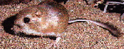 Kangaroo rat